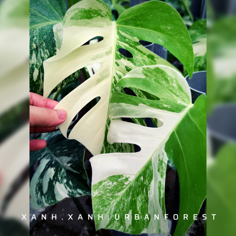 Indoor Plants: The Complete Guide - Monstera Borsigiana Albo