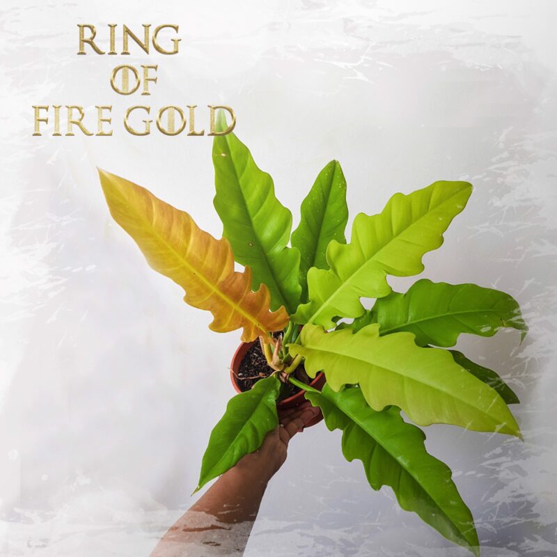 Ring of fire gold