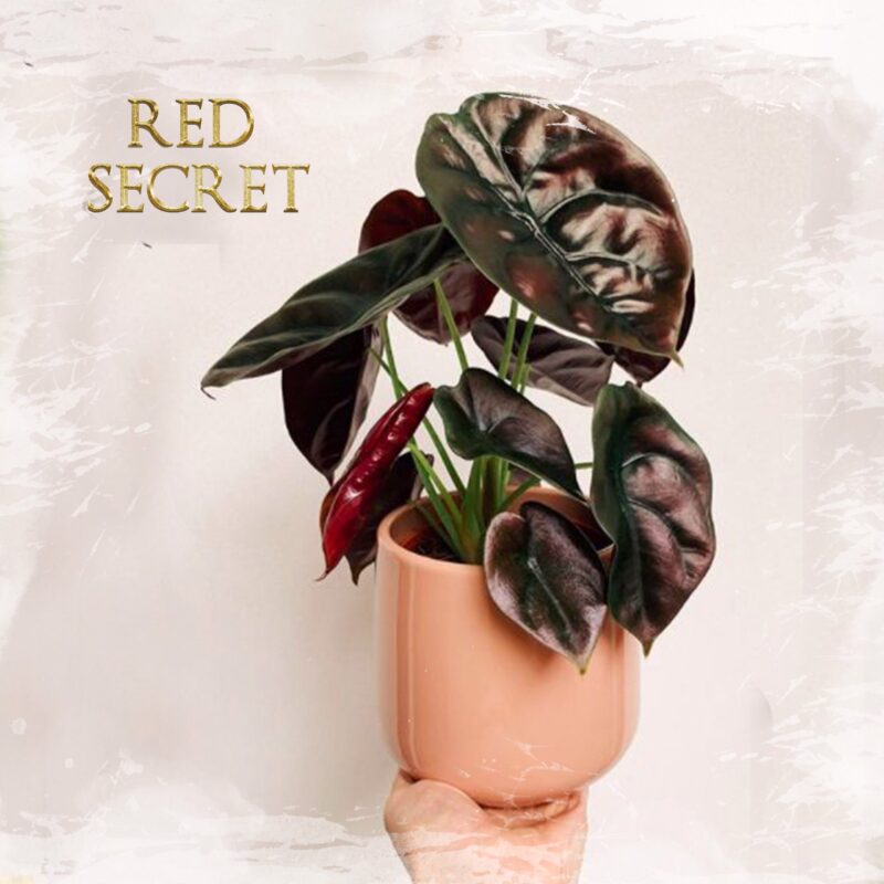 A. Red Secret