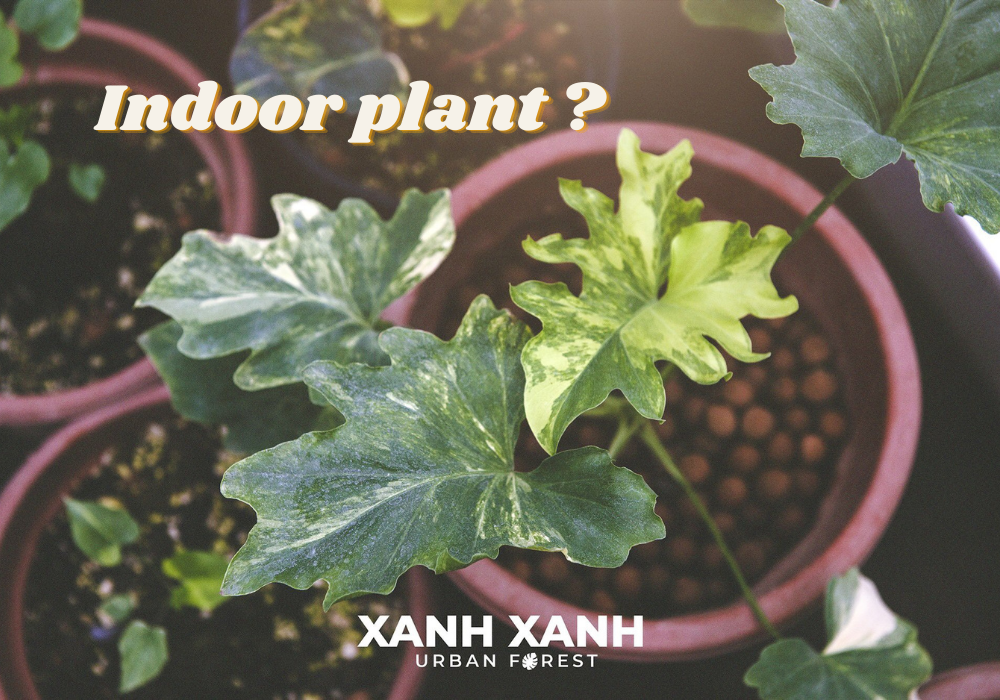 Indoor Plants: The Complete Guide - What are indoor planst?