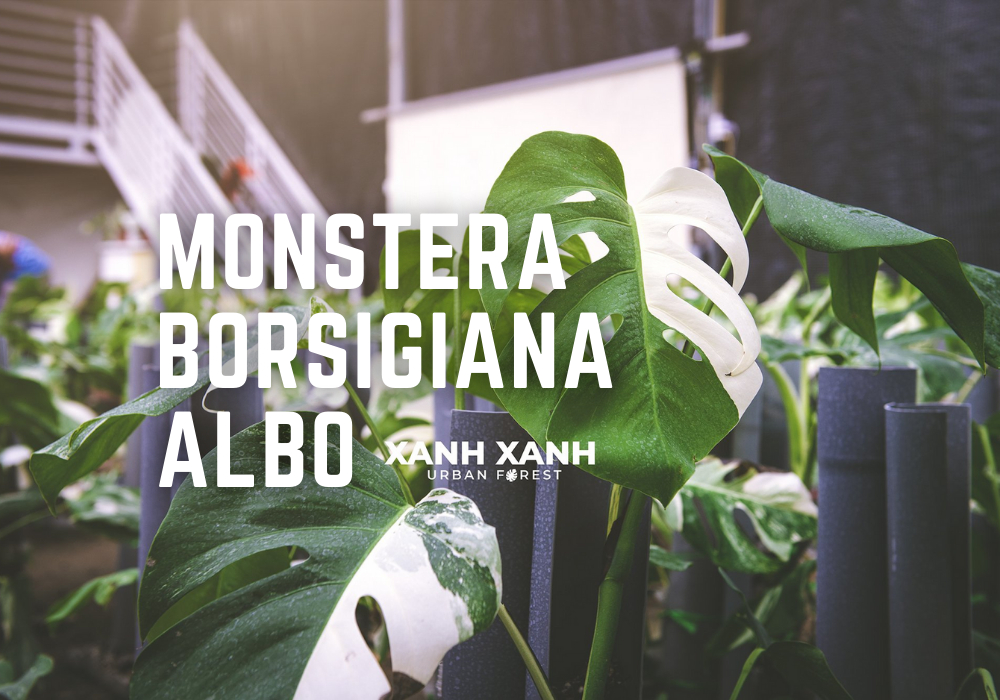 Plant Profile: Monstera Borsigiana Albo
