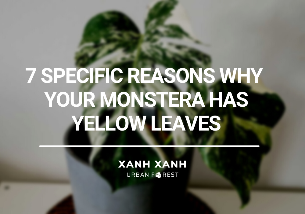 your monstera has yellow leaves