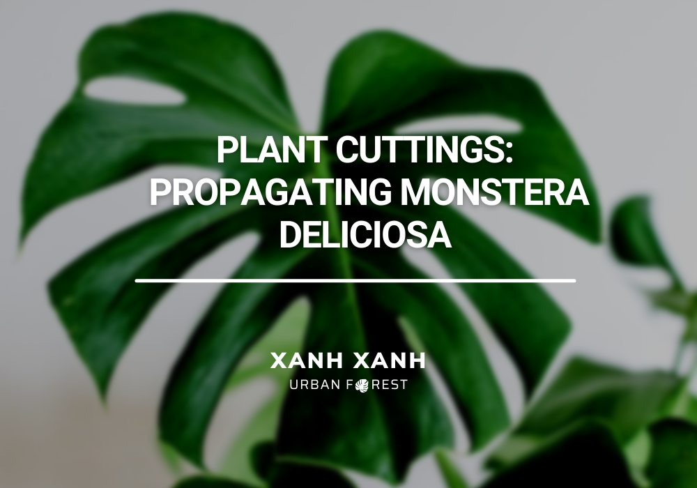 PLANT CUTTINGS: Propagating Monstera Deliciosa