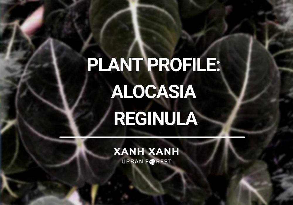 Plant Profile: Alocasia Reginula