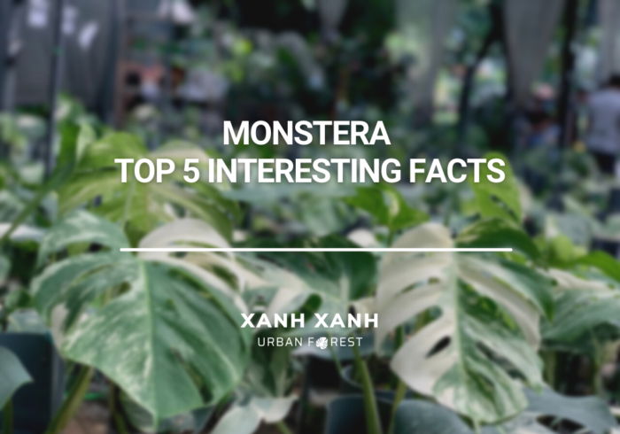 Monstera