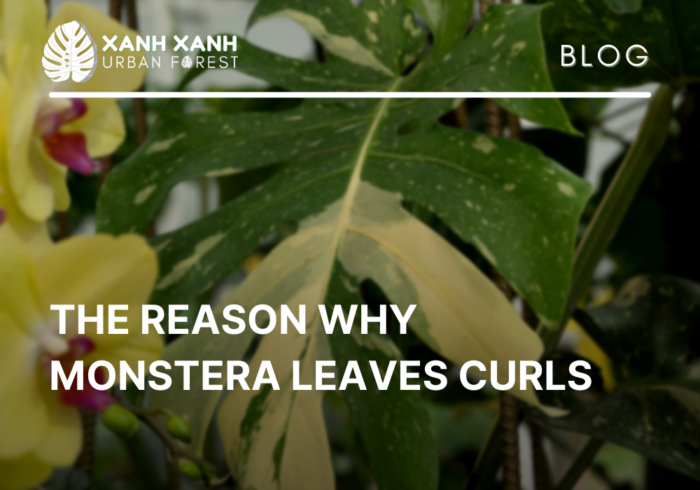 Monstera leaves Curls