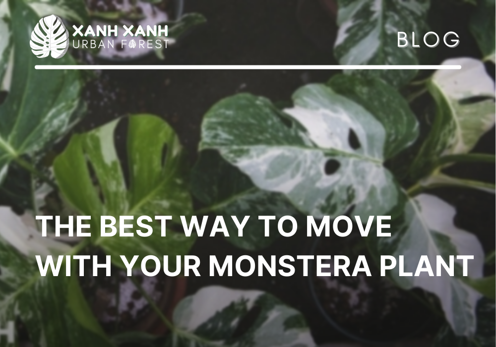 Moving With Your Monstera Plant