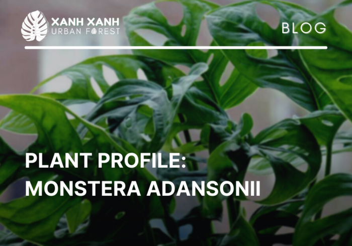 Monstera Adansonii