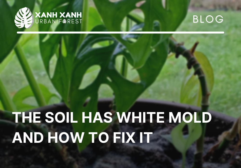 The soil has white mold and how to fix it