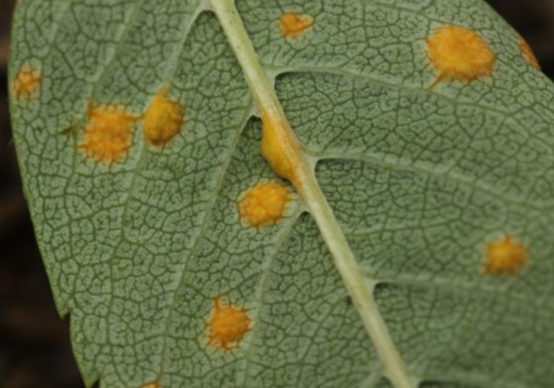 rust-spots-on-monstera-causes-treatment-and-prevention