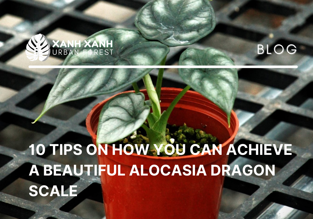 10 tips on how you can achieve a beautiful alocasia dragon scale