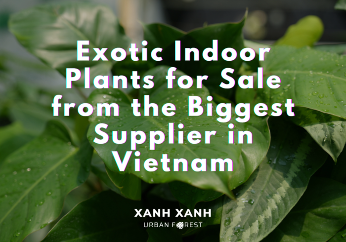 exotic-indoor-plants-supplier-vietnam