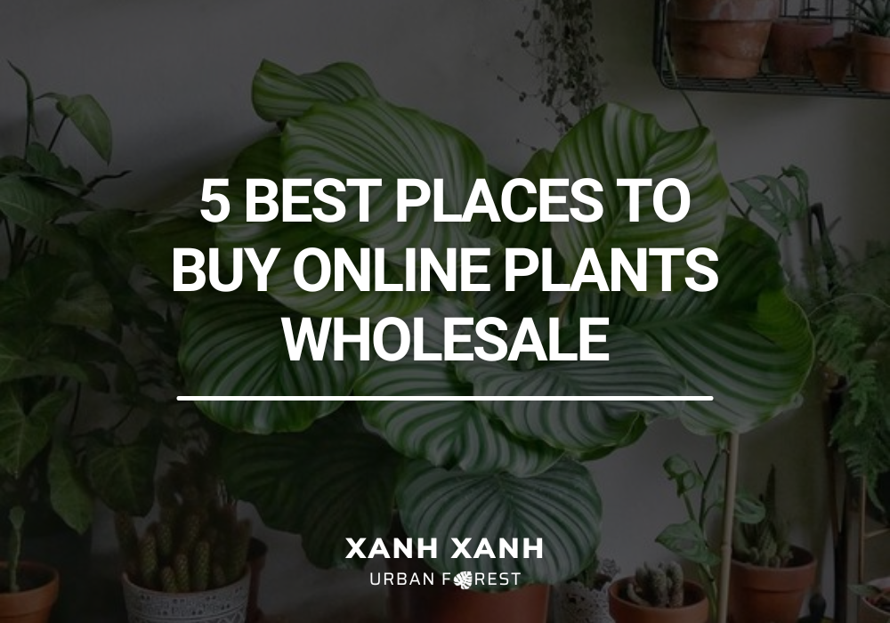 5-best-places-online-plants-wholesale