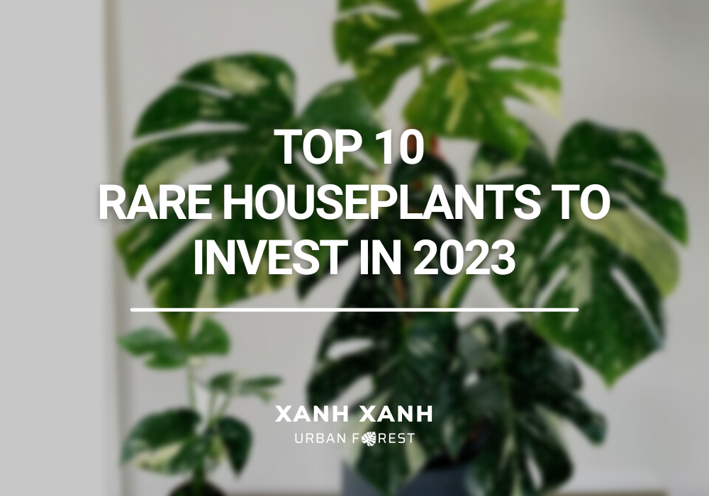 top-10-rare-houseplants-to-invest-in-2023