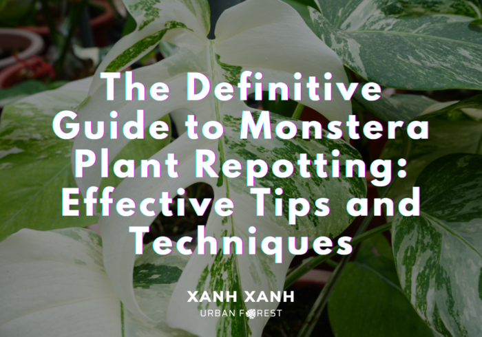 the-guide-to-monstera-plant-repotting