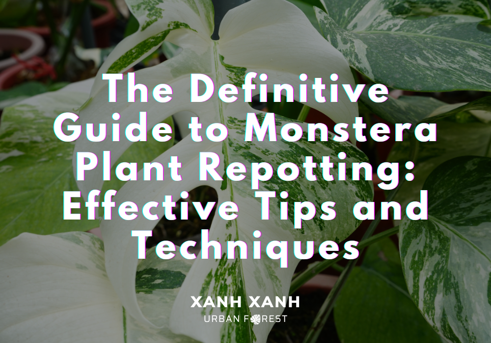the-guide-to-monstera-plant-repotting