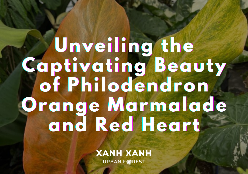 philodendron-orange-marmalade-red-heart