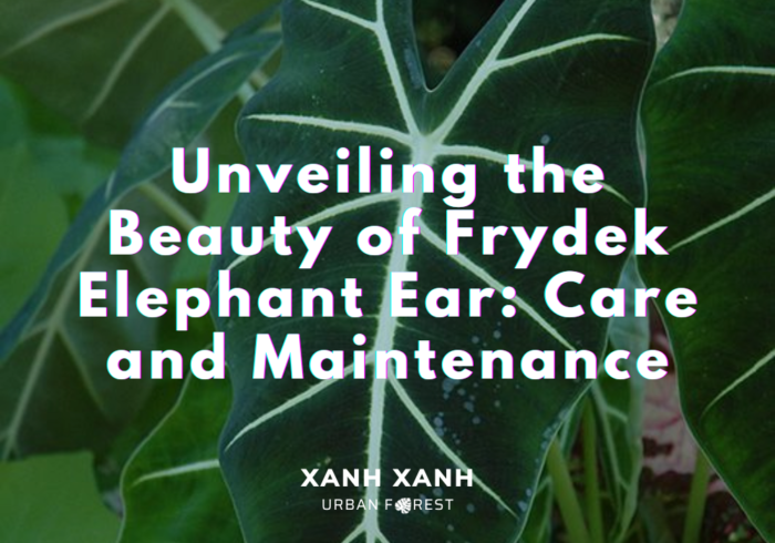 frydek-elephant-ear-care-and-maintenance