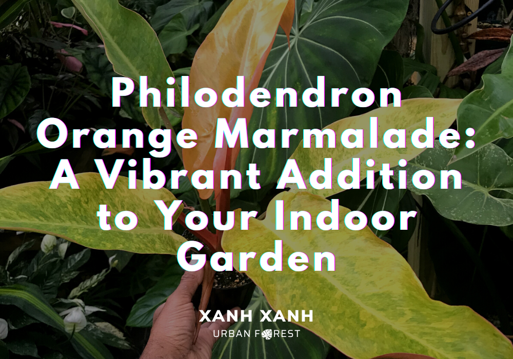 philodendron-orange-marmalade