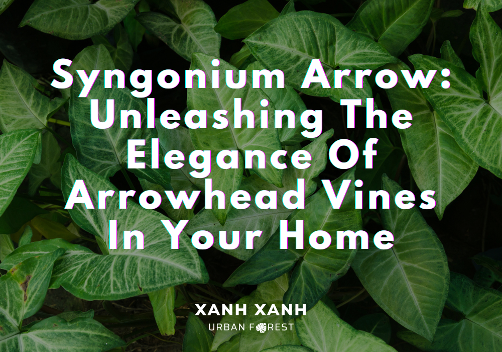 syngonium-arrow-arrowhead-vine