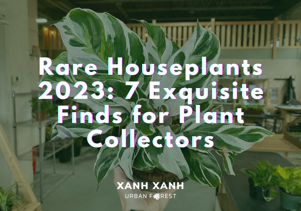 rare-houseplants-2023-7-exquisite