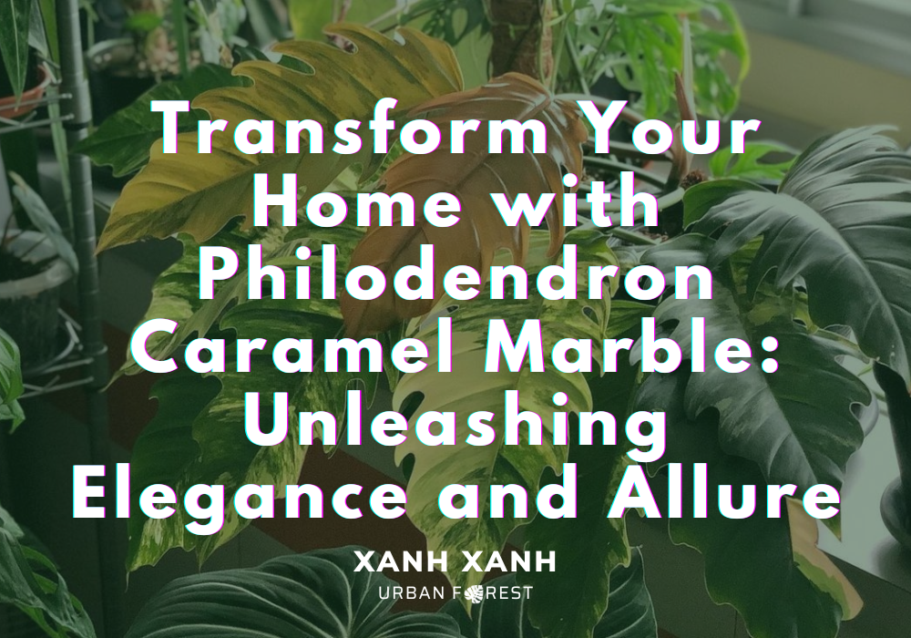 philodendron-caramel-marble