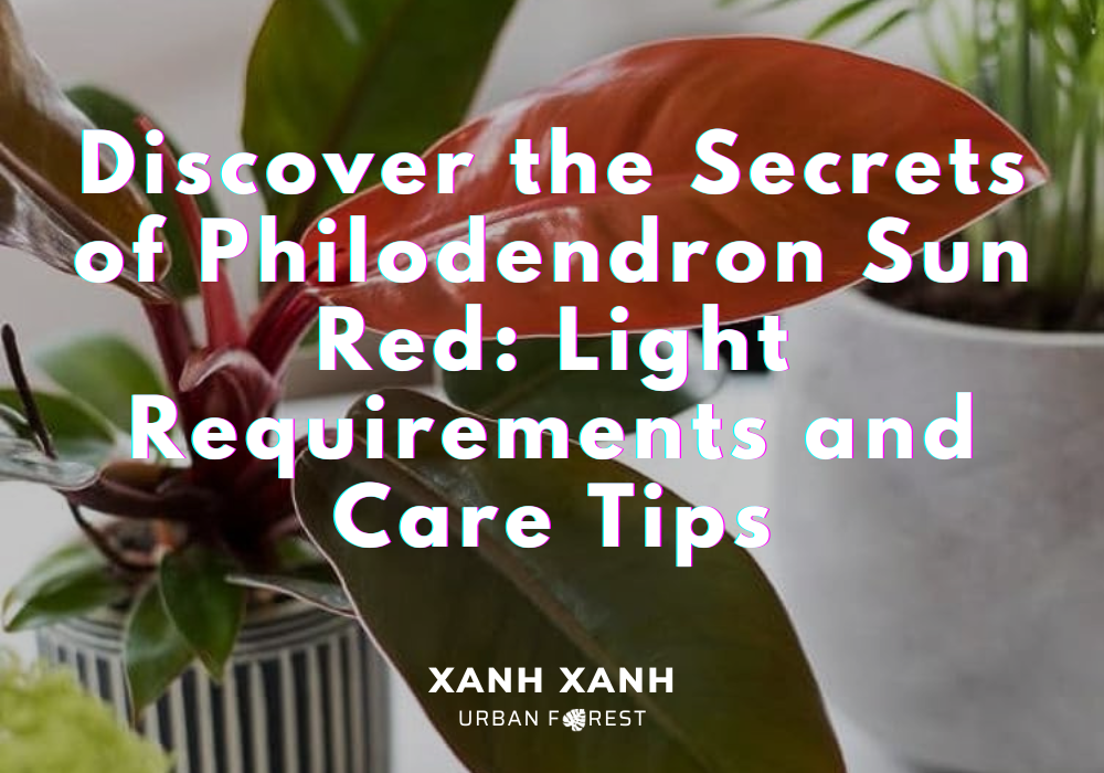 philodendron-sun-red-light-care-tips