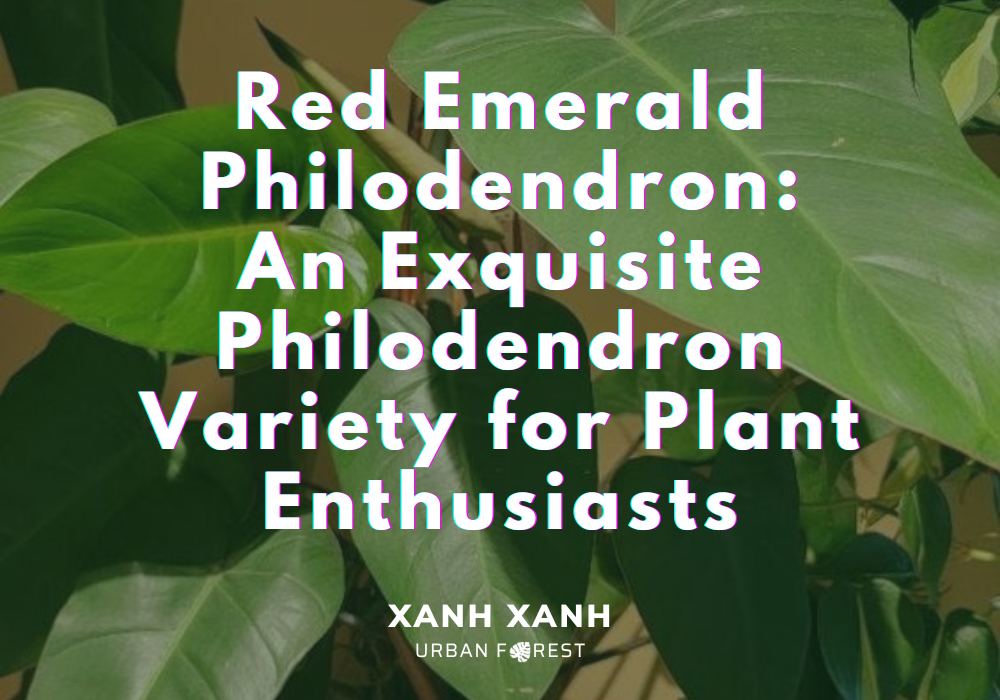 red-emerald-philodendron