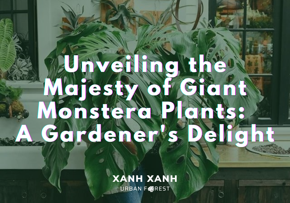 where-to-find-giant-monstera-plants