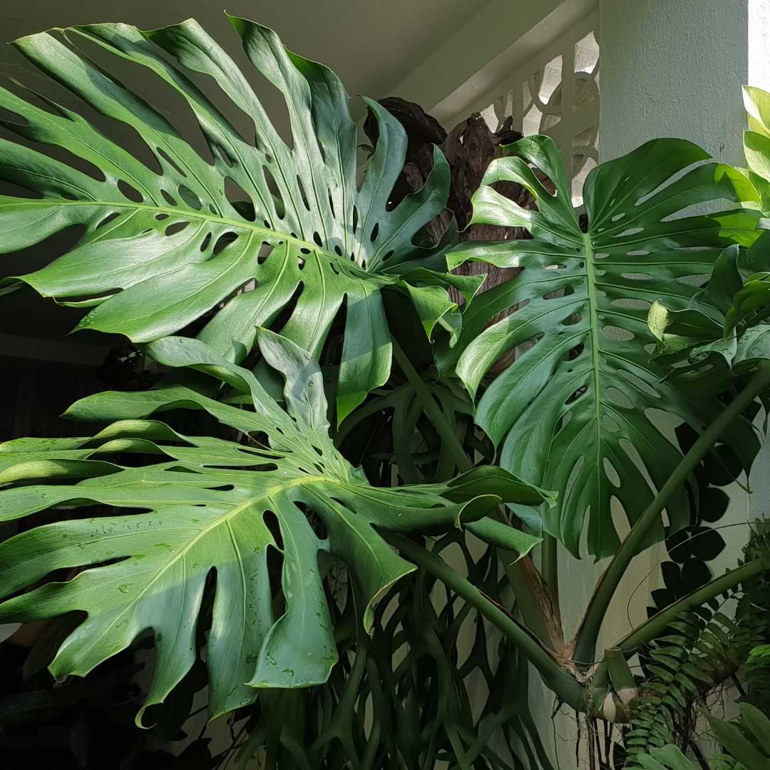 Unveiling the Majesty of Giant Monstera Plants: A Gardener's Delight ...