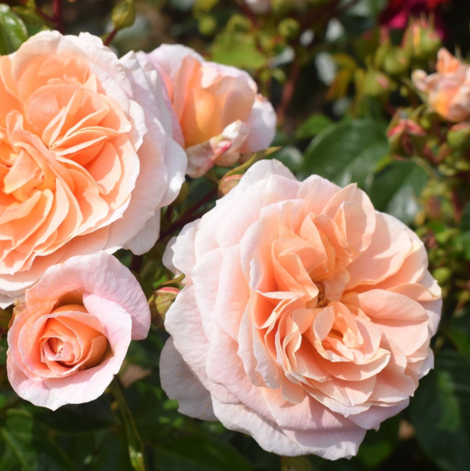 Top 4 sites to Buy Flower Plants Online A Blossoming Selection