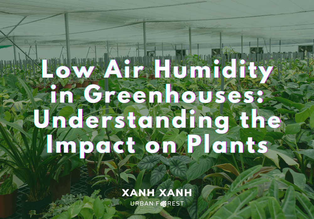 low-air-humidity-in-greenhouses