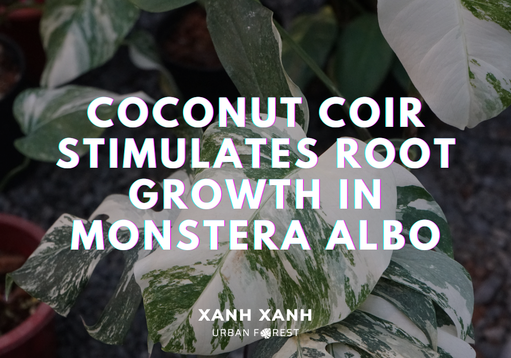 coconut-coir-root-growth-in-monstera-albo