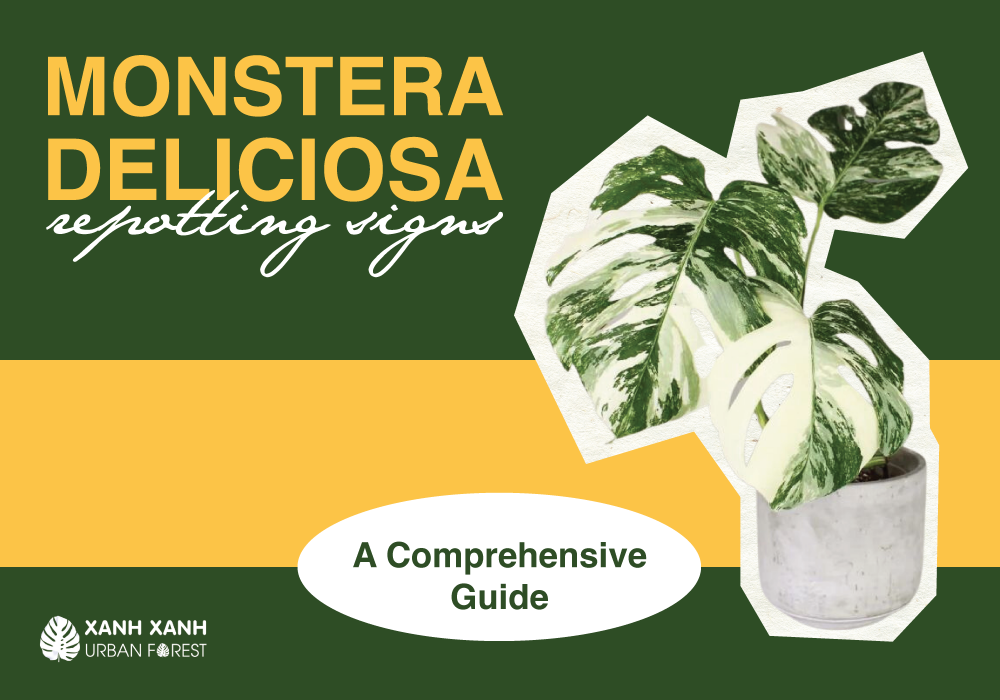monstera-deliciosa-repotting-signs