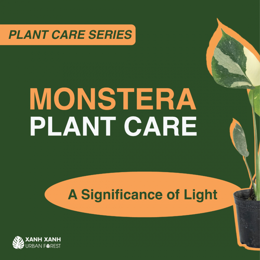monstera-plant-care-significance-of-light