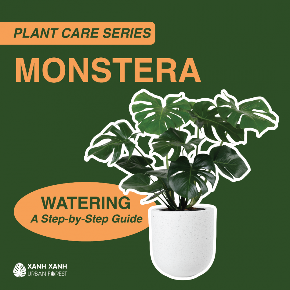 monstera-watering-a-step-by-step-guide