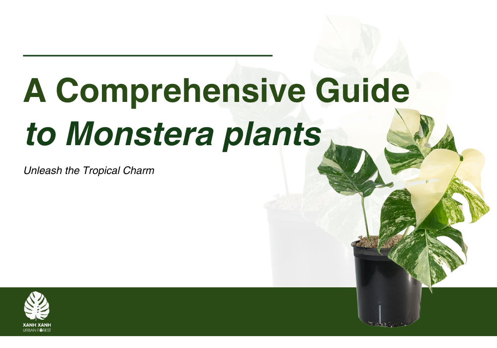 comprehensive-guide-to-monstera-plants