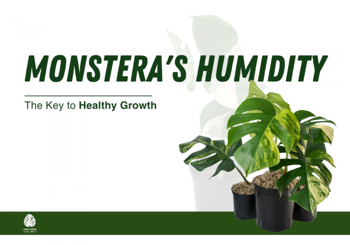 monstera-humidity-the-key-healthy-growth