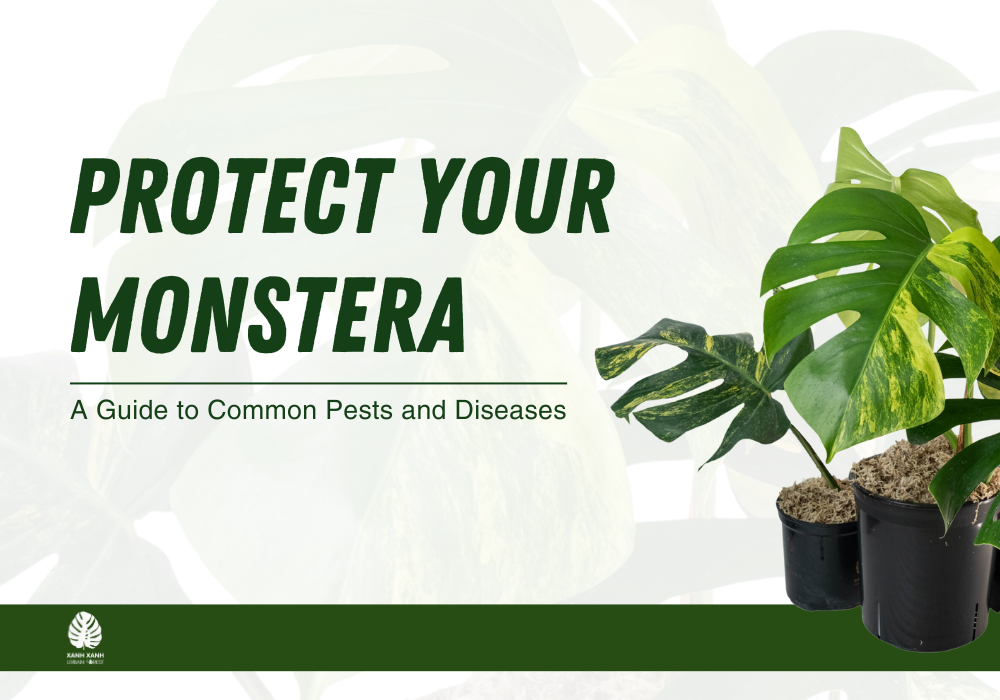 monstera-common-pests-and-diseases
