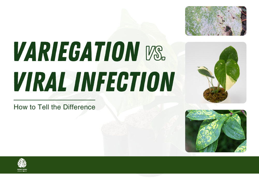 variegation-vs-viral-infection-difference