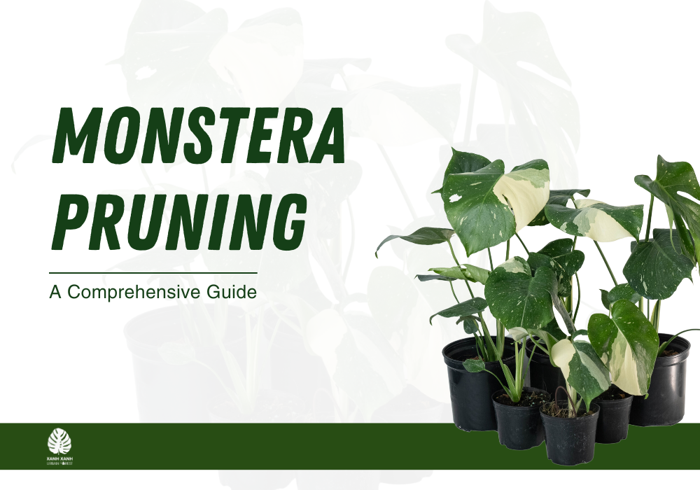 monstera-pruning-a-comprehensive-guide