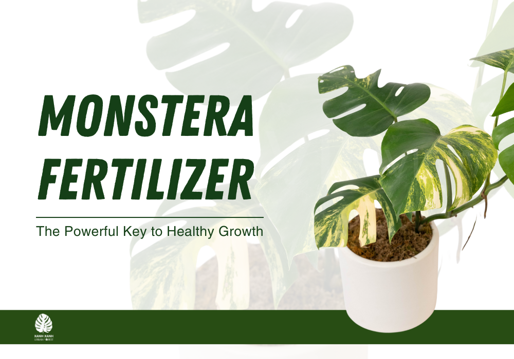 monstera-fertilizer-the-powerful-key