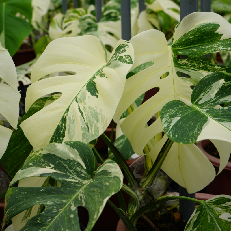 Monstera Pruning A Comprehensive Guide Xanh Xanh Urban Forest