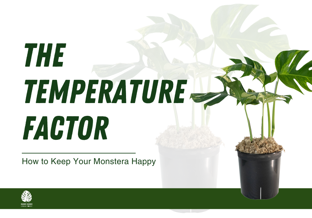 monstera-temperature-what-you-need-to-know