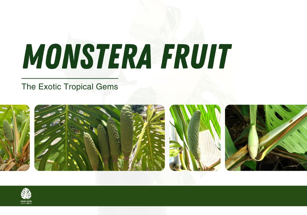 monstera-fruit-the-exotic-tropical-gems
