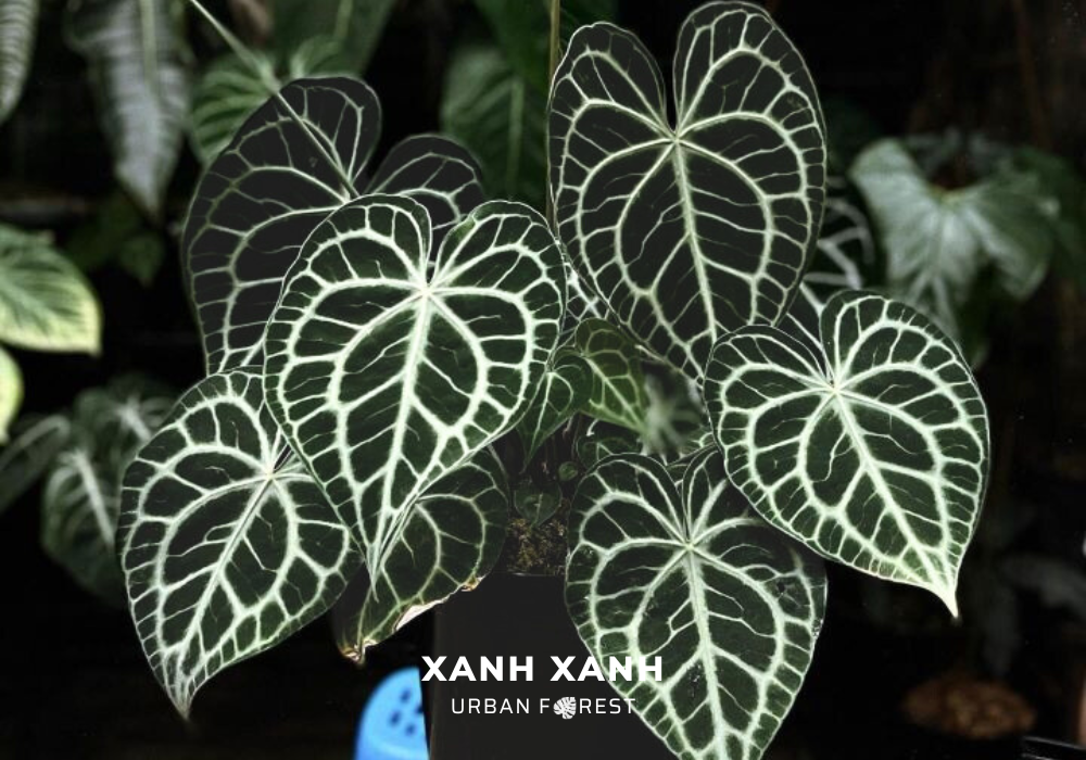 anthurium-clarinervium-the-velvet-beauty