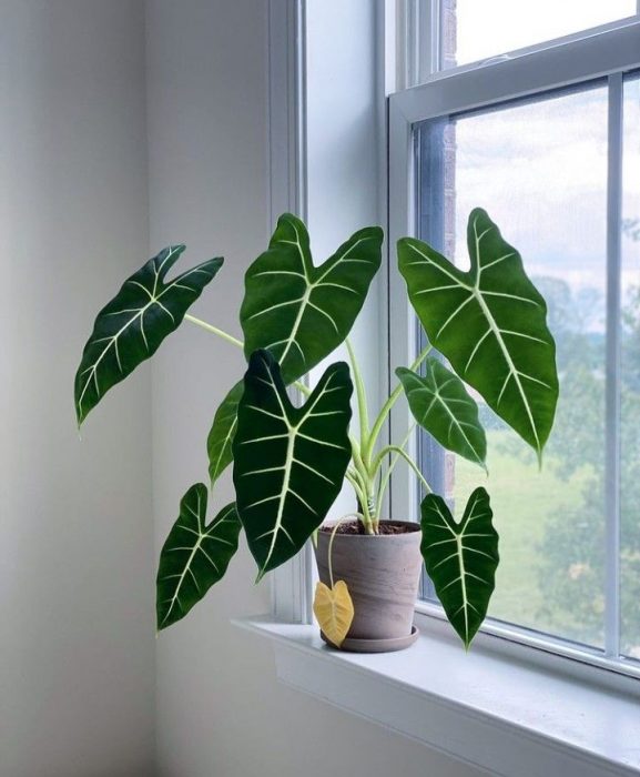 Where to Place The Alocasia Plant: The Ultimate Guide - Xanh Xanh Urban ...