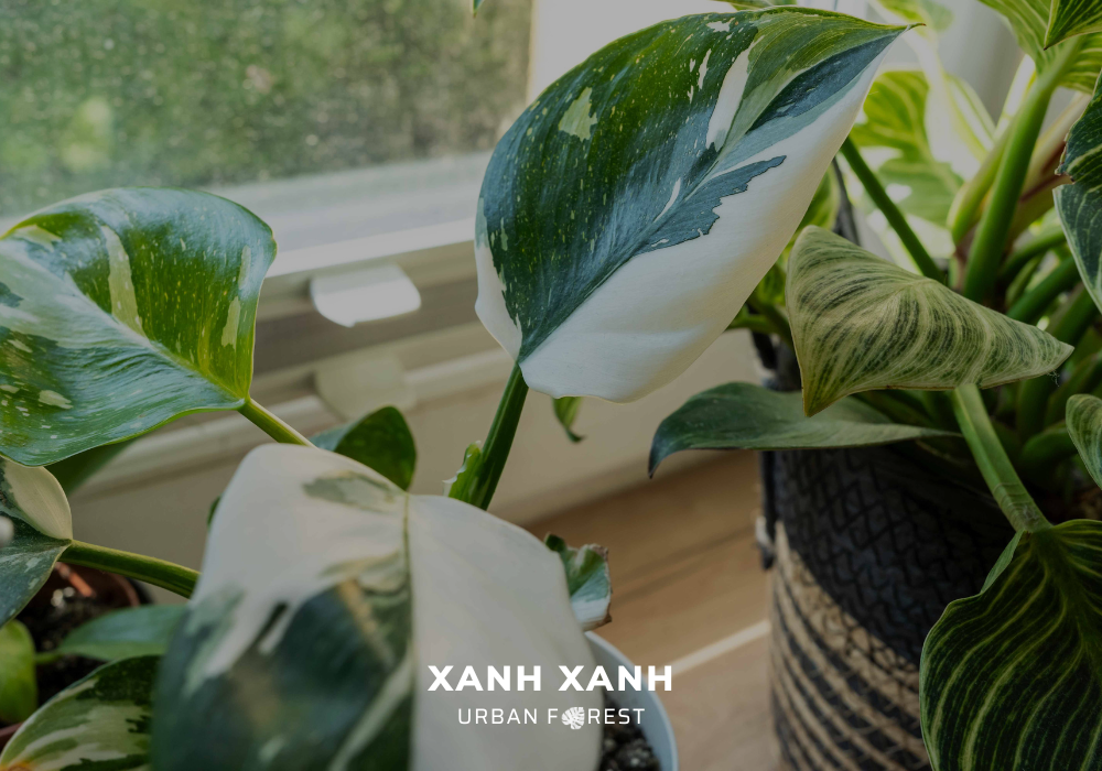 Philodendron Leaves Turning White: Causes and Solutions