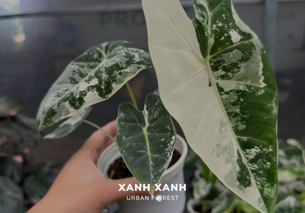 stunning-alocasia-longiloba-variegated