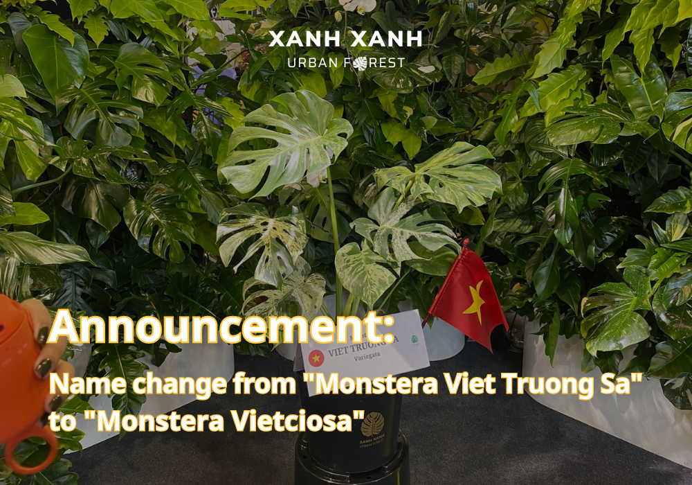 ANNOUNCEMENT: NAME CHANGE FROM “MONSTERA VIET TRUONG SA” TO “MONSTERA VIETCIOSA”